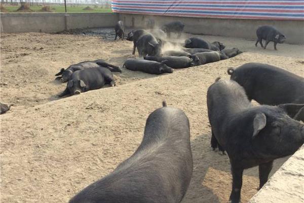 黑猪图片大全 中国十大黑猪品种是哪些 什么品种的黑猪最好