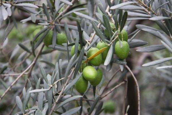 橄榄树的种植方法