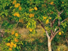 柠檬树苗市场价格多少钱一棵,家里种柠檬树好吗