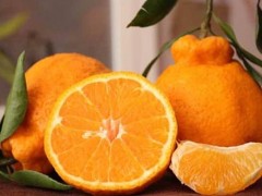 丑八怪橘子市场价格多少钱一斤,,丑橘的营养成分