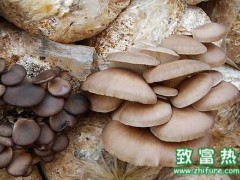 蘑菇锈斑病的介绍与防治