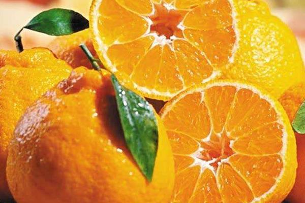 丑八怪橘子市场价格多少钱一斤 丑橘的营养成分有哪些