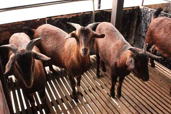 南江黄羊幼苗市场价格多少钱一只 南江黄羊的养殖技术