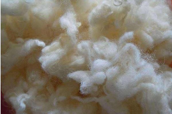 羊毛市场价格多少钱一斤 我国的羊毛主要出产自哪里