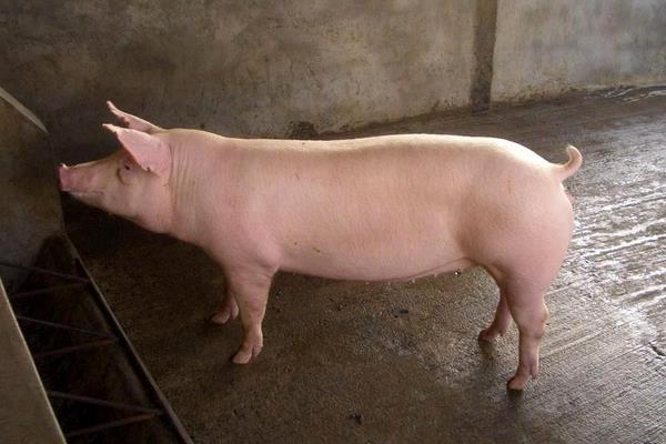 二元母猪市场价格多少钱一斤 二元母猪什么品种好