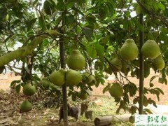 种柚子之柚子南果北移设施高产栽培