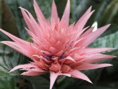 凤梨花怎么浇水（一天几次）,凤梨花的繁殖方法