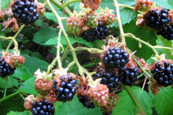 中国北方能种黑莓吗