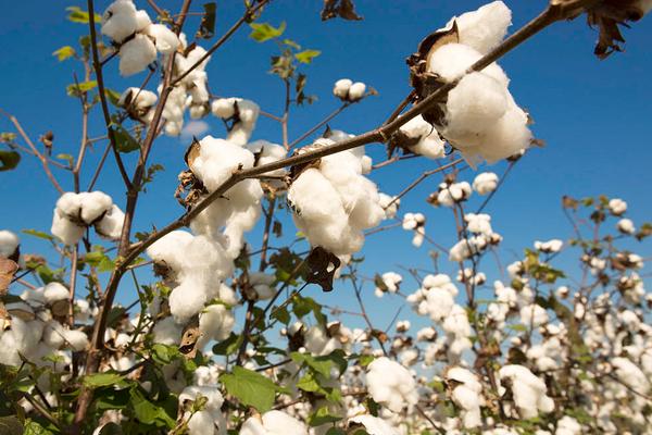 2018种棉花赚钱吗？棉花种植的利润与投资成本及前景预测