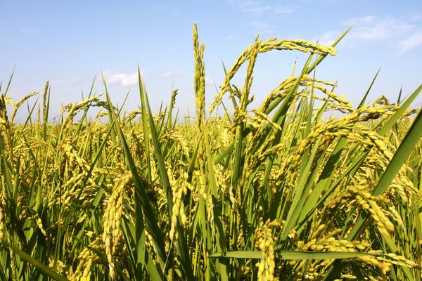 水稻高产栽培技术