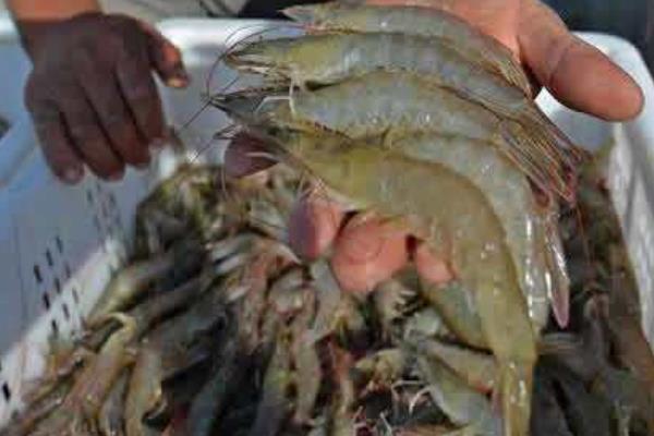 海虾市场价格多少钱一斤 海虾有哪些品种