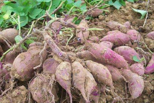 紫薯的种植方法 发芽紫薯怎么种