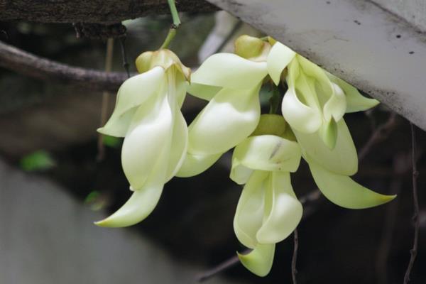 禾雀花图片大全 禾雀花花语及寓意 禾雀花有几种颜色