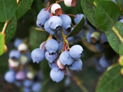 野生蓝莓市场价格多少钱一斤,野生蓝莓怎么吃
