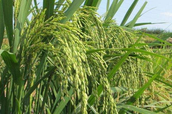 水稻打叶面肥时机，多高温度下使用？