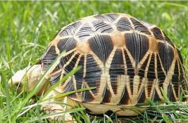 缅甸陆龟怎么养 缅甸陆龟能长多大