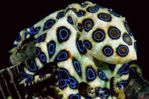 蓝环章鱼的特点与介绍 蓝环章鱼的天敌是谁