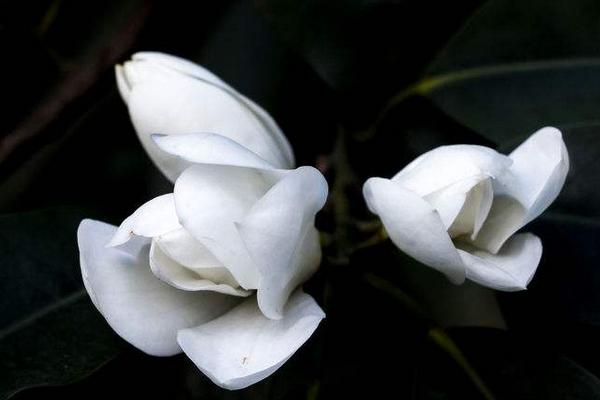 含笑花图片大全 含笑花花语及寓意