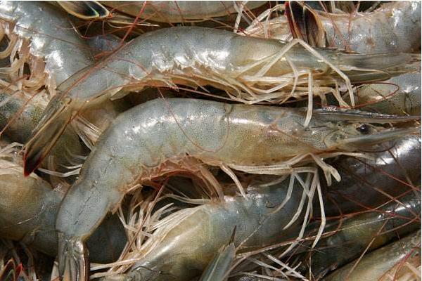 中国对虾市场价格多少钱一斤 中国对虾养殖技术