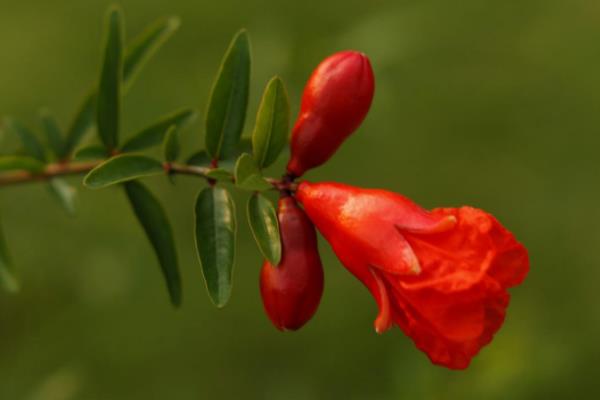 石榴花图片大全 石榴花花语及寓意