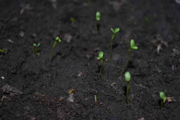 满天星的种植方法和注意事项