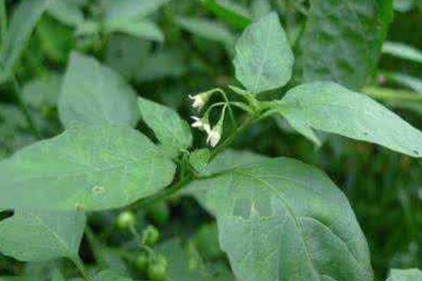 白花菜高产栽培技术 白花菜常见病害防治方法