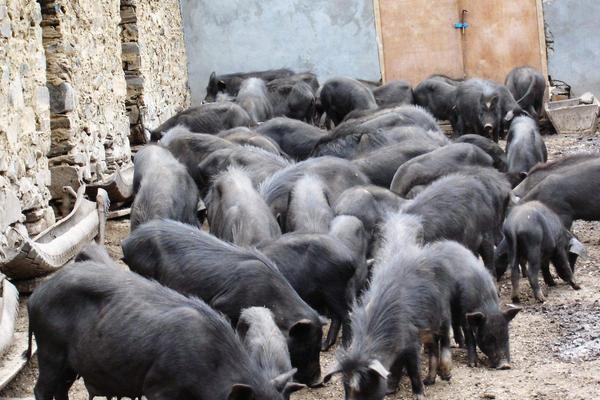 藏香猪市场价格多少钱一斤 藏香猪一般往哪里销
