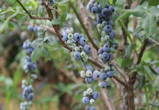 2017蓝莓种植前景及市场价格分析