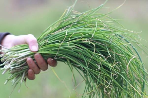 新鲜野韭菜市场价格多少钱一斤 野韭菜几月上市