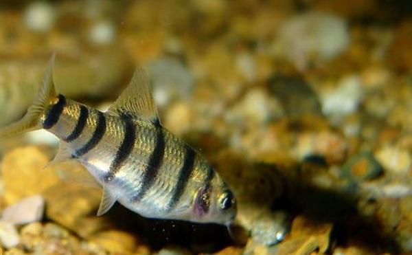 光唇鱼市场价格多少钱一斤,光唇鱼养殖