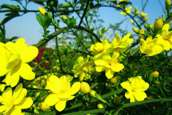 迎春花图片大全 迎春花花语及寓意