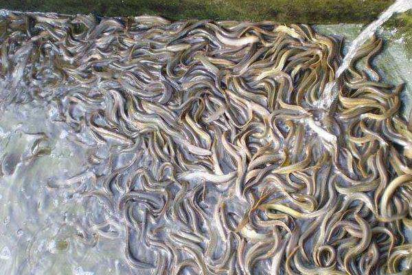 泥鳅饲料市场价格多少钱一吨 自制泥鳅饲料的制作方法
