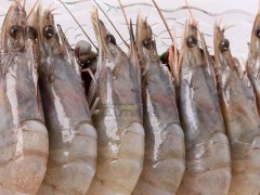 海虾的功效与作用及禁忌,海虾的营养价值