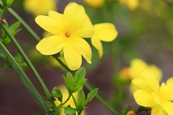 迎春花图片大全 迎春花花语及寓意