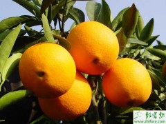 脐橙定植三年早果的丰产的管理