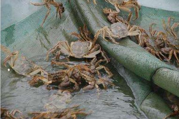 养螃蟹大约投资多少 螃蟹养殖前景