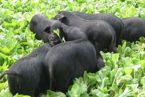 养黑猪选那个品种好 生态黑猪的养殖的风险是什么