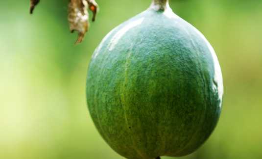瓜蒌的营养价值和功效 瓜蒌籽能生吃吗