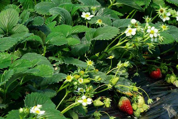 草莓好种植吗？一年四季都能种，4个月左右就成熟