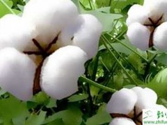 种棉花主要营养元素缺乏与过剩症状