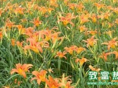 黄花菜秋冬如何栽植的要点