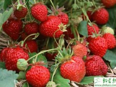 大棚冬草莓田管方法