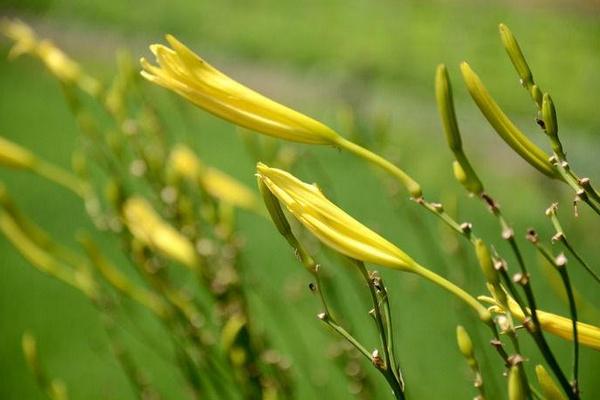 黄花菜采摘后怎么管理 黄花菜下雨天怎么处理