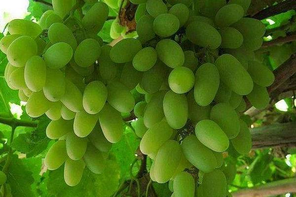 马奶葡萄怎么种 马奶葡萄种植技术与注意事项