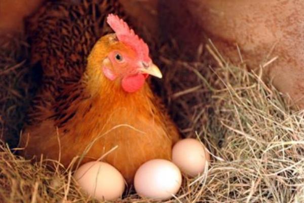 母鸡下蛋需要公鸡吗 公鸡母鸡怎么交配