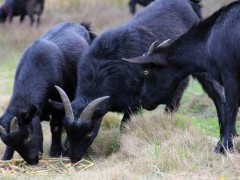 黑山羊品种有哪些,黑山羊养殖前景及利润怎么样