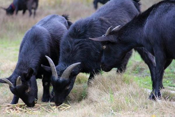 黑山羊品种有哪些 黑山羊养殖前景及利润怎么样