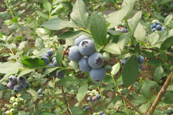 蓝莓需要打农药吗 蓝莓几月修剪最佳