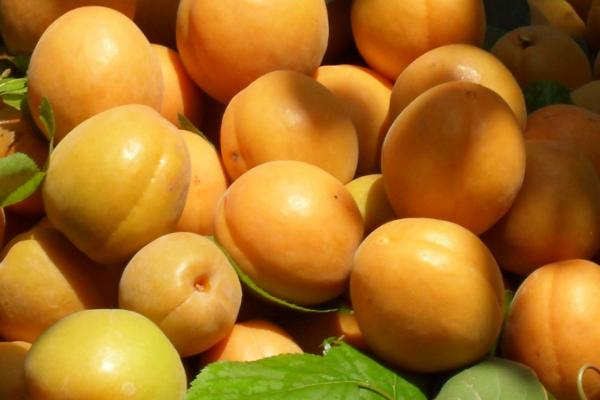杏子图片大全 杏子是水果吗