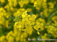 2018种油菜赚钱吗?油菜种植的利润与投资成本及前